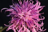 /album/rostliny-y-nasi-prirody/dsc3151-centaurea-scabiosa-chrpa-cekanek-jpg/